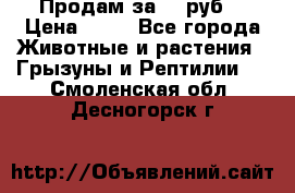 Продам за 50 руб. › Цена ­ 50 - Все города Животные и растения » Грызуны и Рептилии   . Смоленская обл.,Десногорск г.